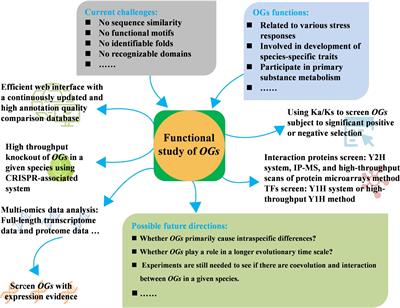 Research Advances and Prospects of Orphan Genes in Plants
